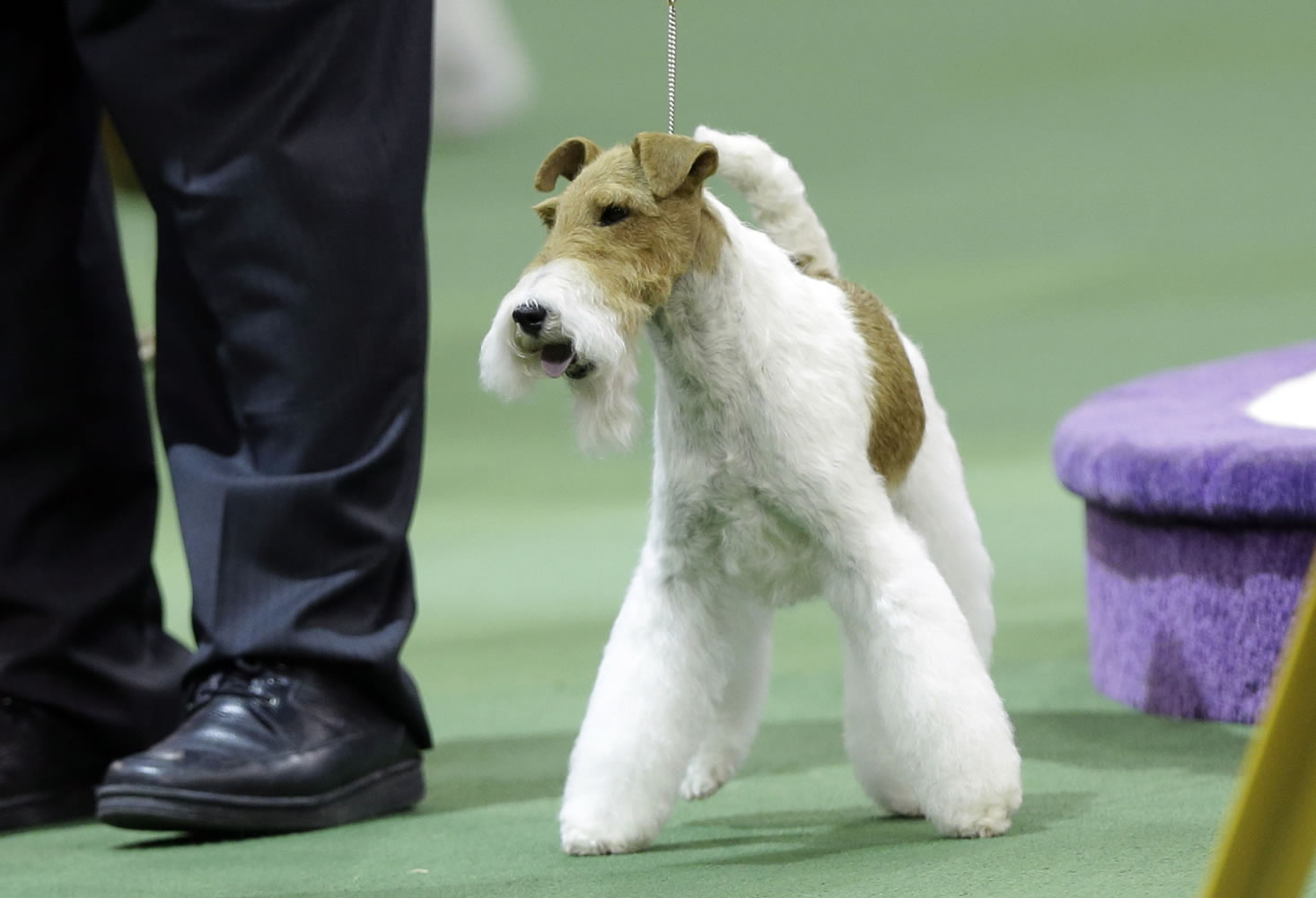 Sky, a wire fox terrier, wins the terrier group during the Westminster Kennel Club dog show, Tuesday, Feb. 11, 2014, in New York.