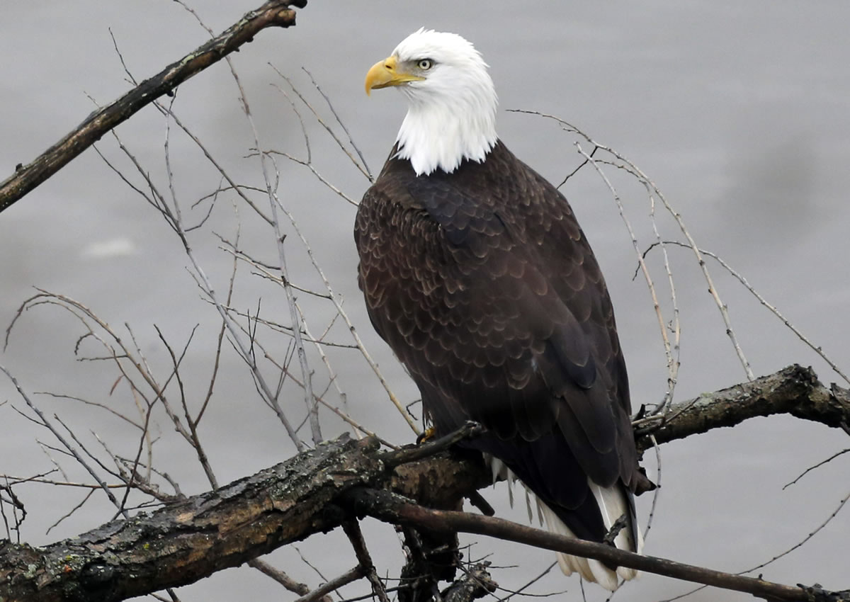 A bald eagle sits on a branch overlooking the Allegheny River on the Northside of Pittsburgh.