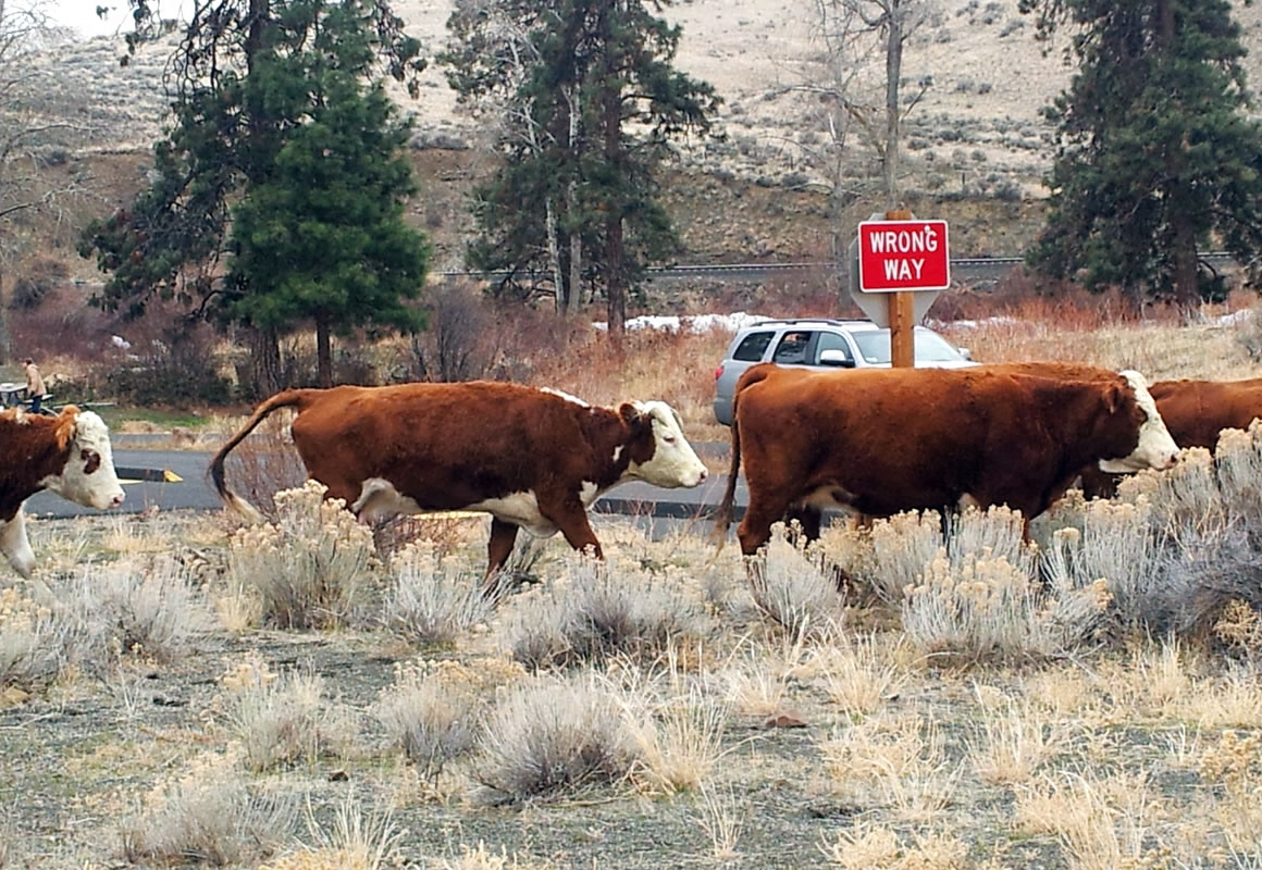 Cattle owned by the Eaton family saunter slowly through the Big Pines Recreation Area on Feb.