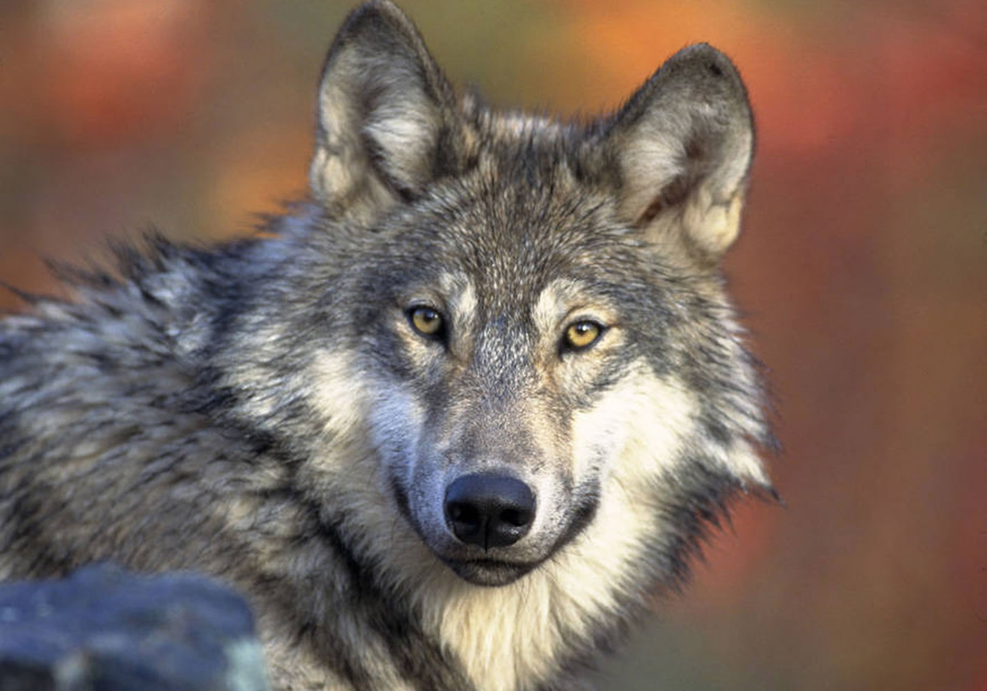 A scientific review says the U.S. government's bid to lift federal protections for gray wolves across most of the Lower 48 states is based on unproven claims about their genetics. The U.S. Fish and Wildlife Service peer review panel released its report Friday.