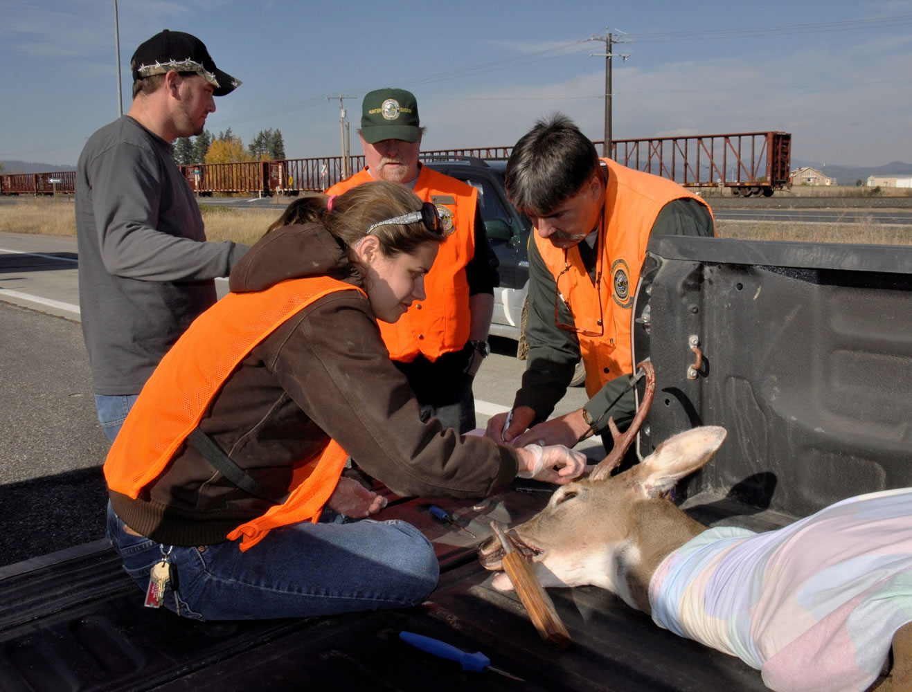 Washington Fish and Wildlife Department wildlife biologists Annemarie Prince, front, and Dana Base, right, remove a tooth and take measurements on a whitetail buck brought in to the Deer Park hunter check station Oct.