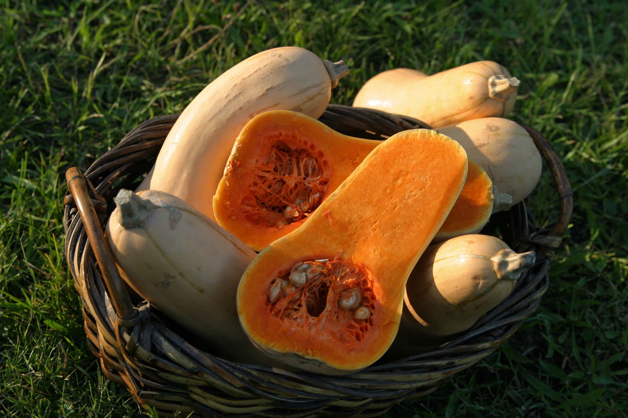 Try farm stands and markets for butternut squash this time of year.