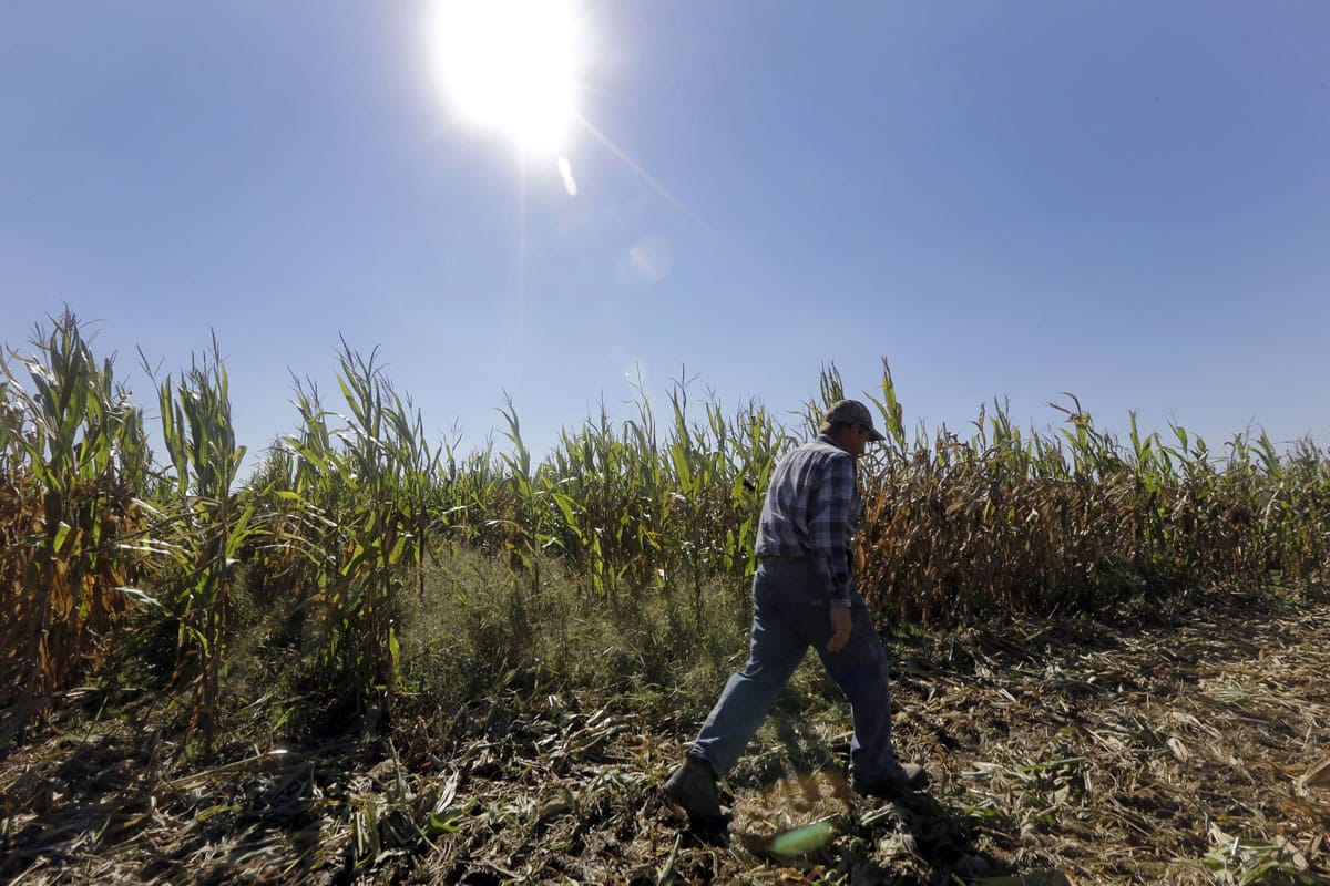 Larry Hasheider walks along one of his corn fields on his farm in Okawville, Ill., in October.