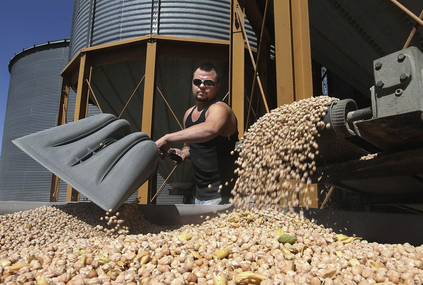 Florentino Ornelas, mill assistant at Blue Mountain Seed in Walla Walla, unloads chickpeas for processing at the plant in August. The acreage devoted to chickpeas has exploded in the past decade in Washington and Idaho, which grow some two-thirds of the nation's supply.