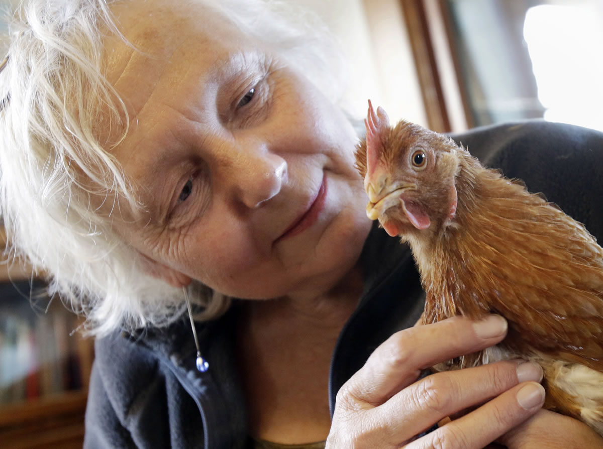 JIM MONE/Associated Press
Mary Britton Clouse, who operates Chicken Run Rescue in Minneapolis, holds a chicken named Cristhina in her living room Thursday. Clouse and her husband, Bert, take in neglected, abused and abandoned domestic fowl.