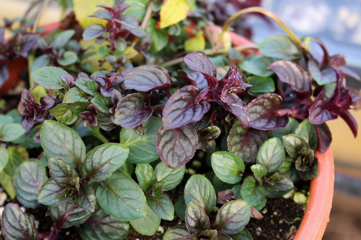 Chocolate mint peppermint grows in a pot in New Paltz, N.Y.