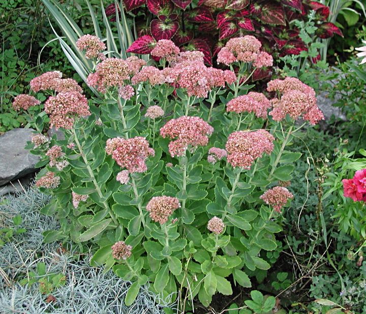 Autumn Joy sedum&#039;s flowers offer a long season of beauty as they morph from pink to rose to bronze and, finally, to coppery red, in New Paltz, N.Y.