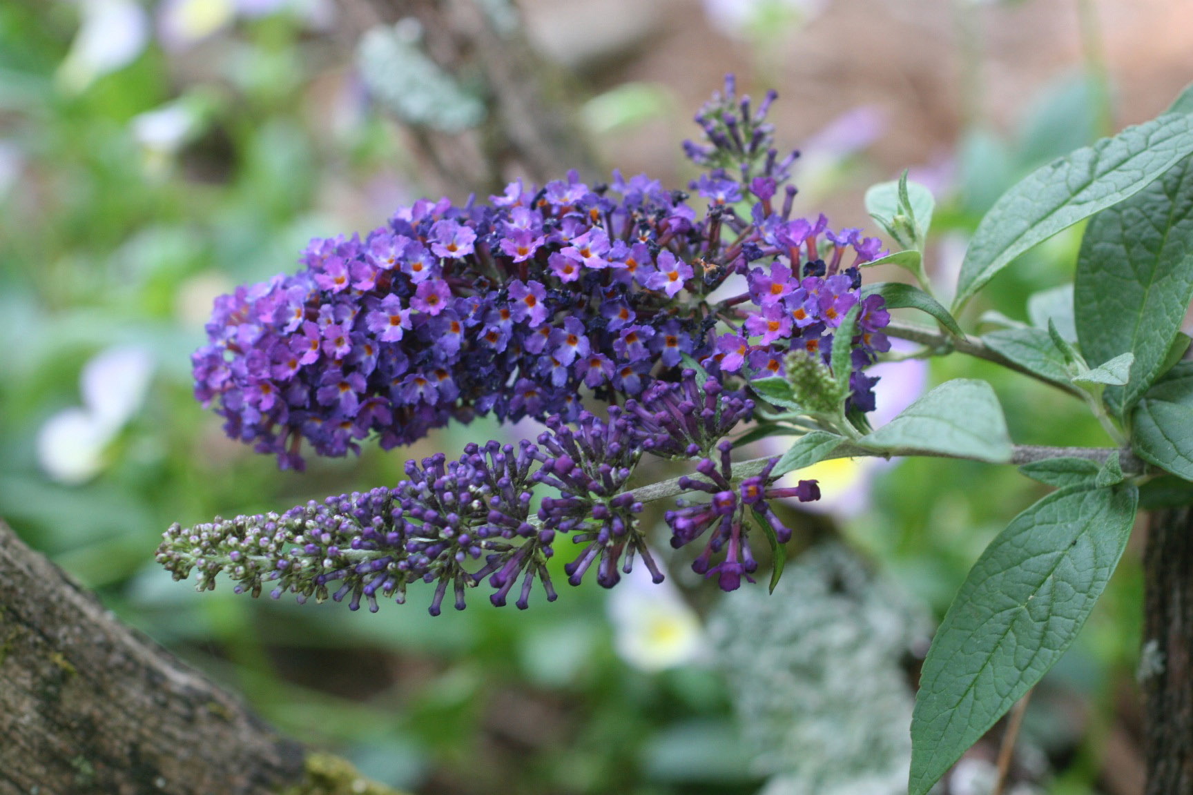 The butterfly bush is a pollinator-attracting, low-maintenance shrub that once established can tolerate weather extremes and gardener neglect.
