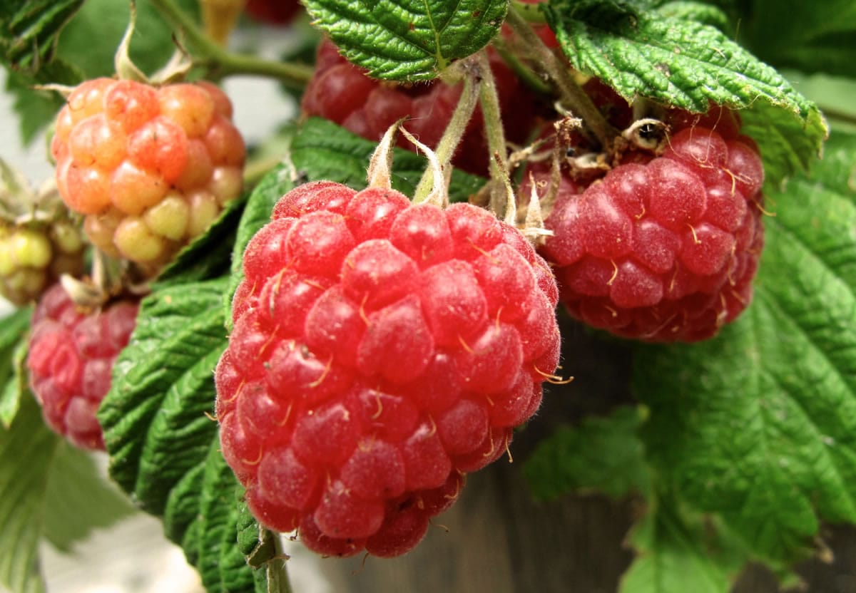 Raspberries grow on the patio of a home near Langley . Raspberries are an easy-to-grow choice for containers.