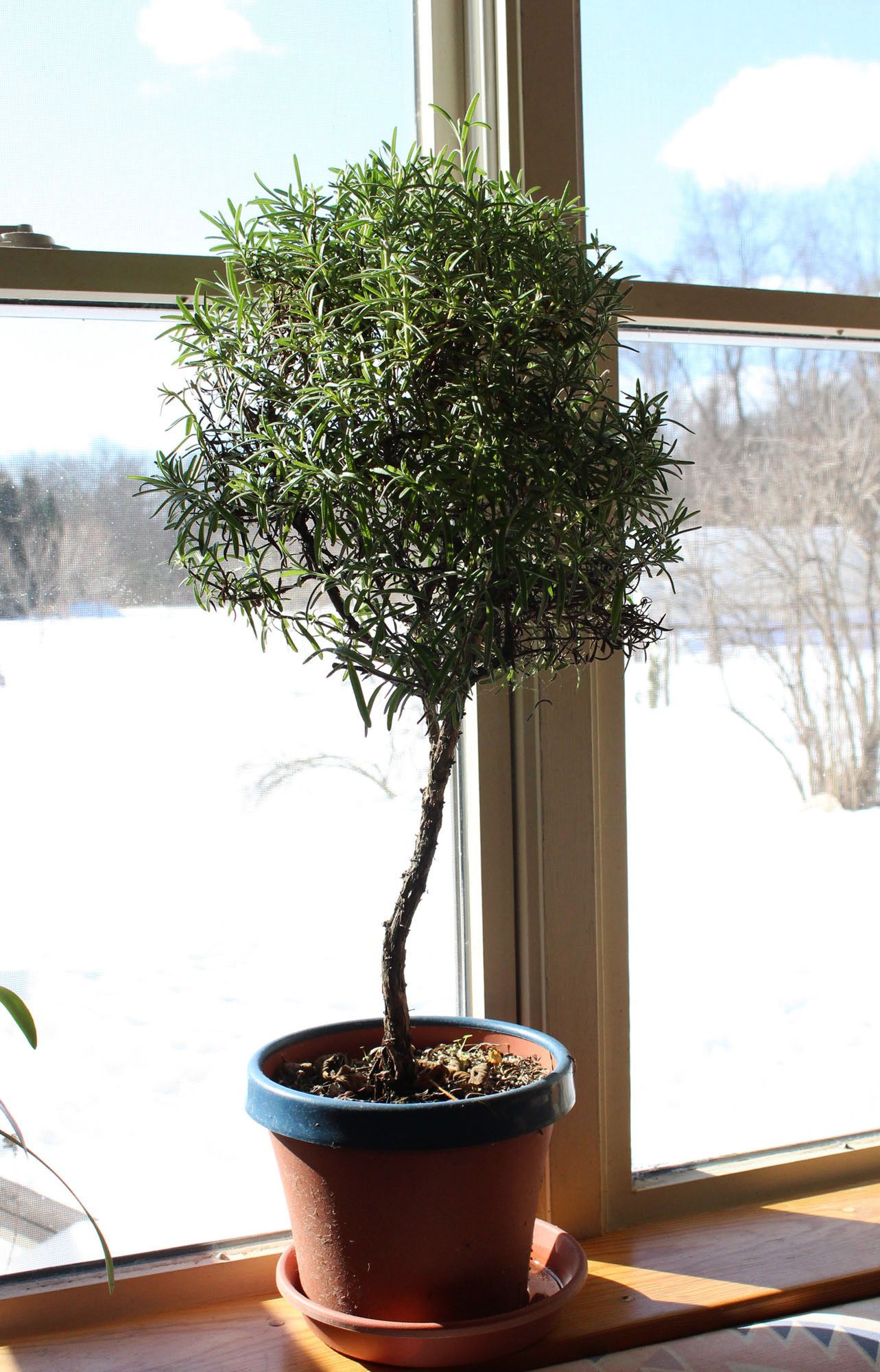 A small rosemary &quot;tree&quot; sits on a windowsill and provides beauty, fragrance and flavoring to many dishes in the kitchen.