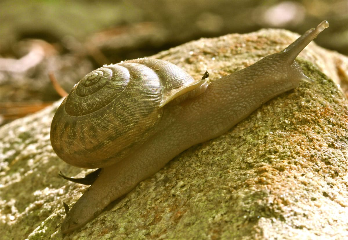 This April 27, 2012 photo shows a snail on the property of a private residence in New Market, Va. Snails are more adapted to dry climates than slugs, because of their ability to find relief from the heat by withdrawing into their shells. Making your yard less hospitable to destructive snails and slugs is generally more effective than using chemicals.