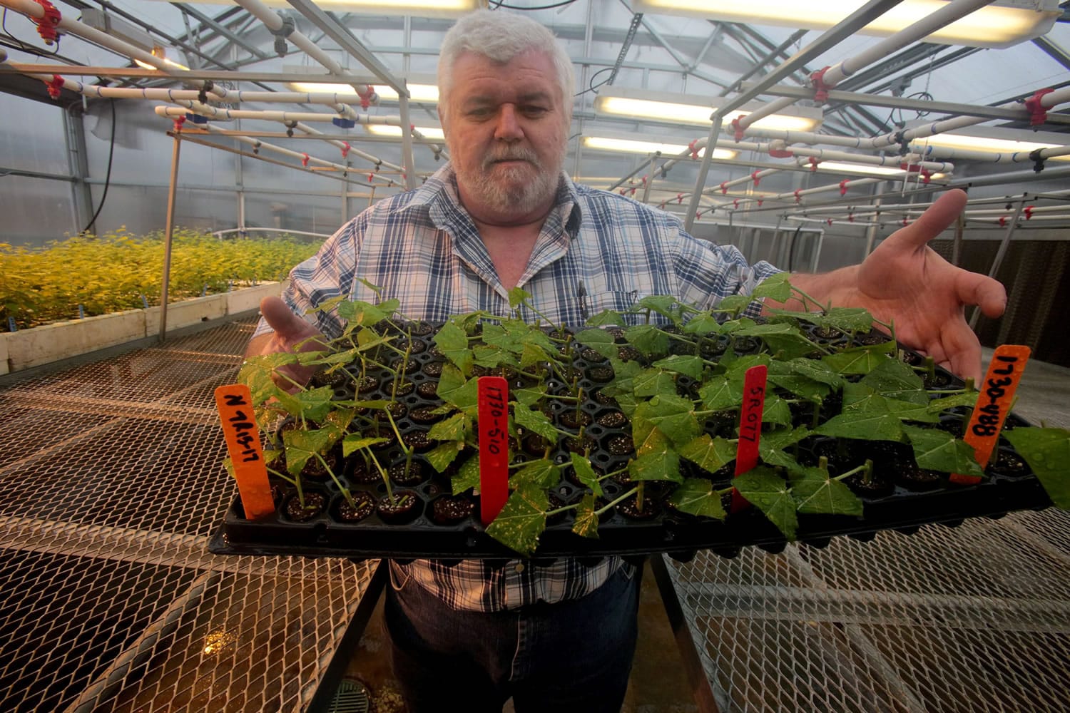 Washington State University staff scientist Barri Herman, who oversees the field trials, holds a tray of genetically engineered poplar cuttings Jan.