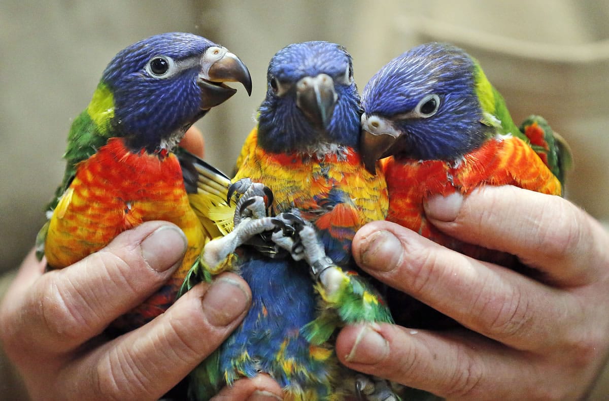 These young rainbow parrots, or lorikeets, are an example of parrot species that are challenging organizations that rescue birds.