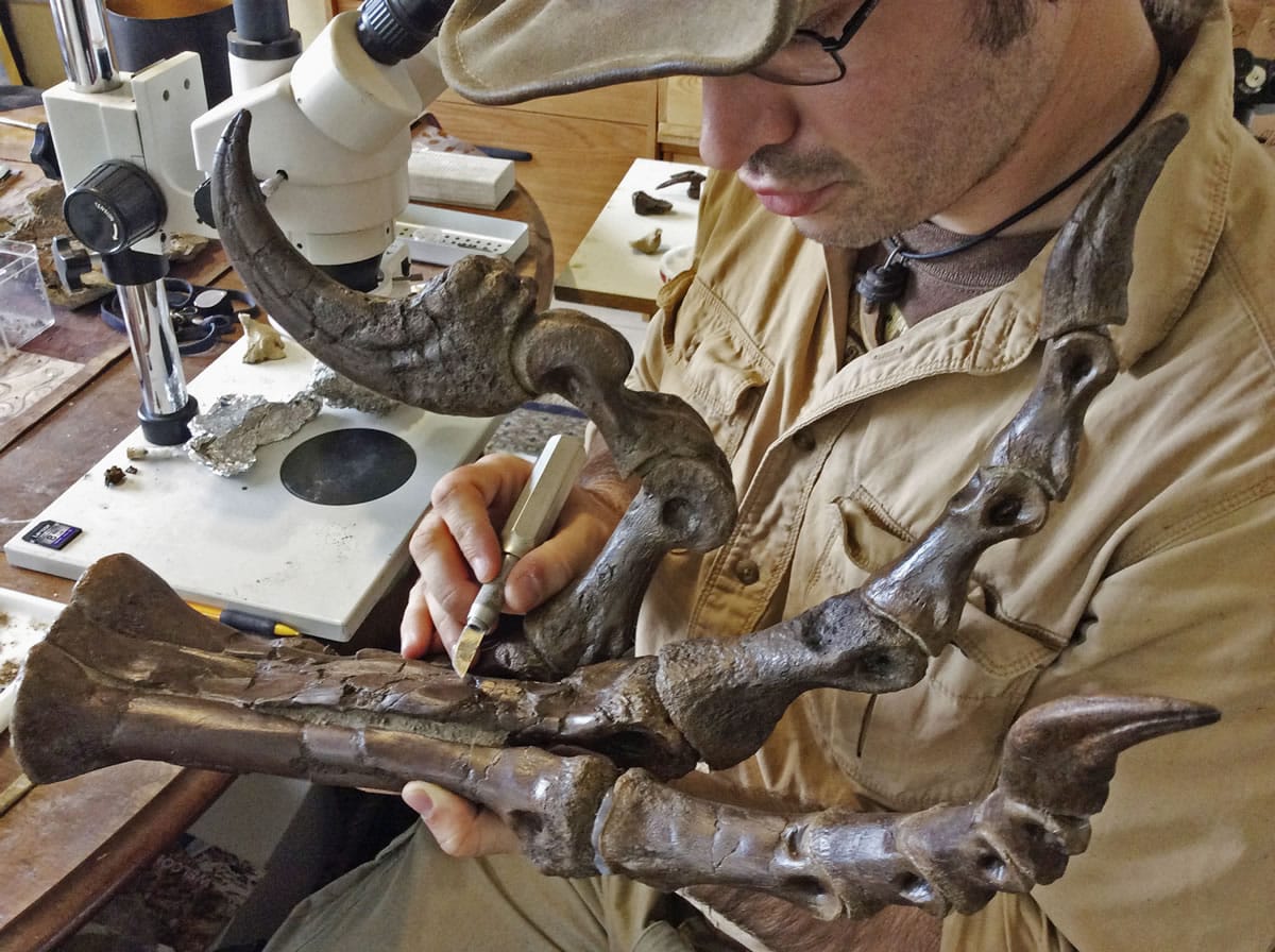 Robert DePalma, curator of vertebrate paleontology at the Palm Beach Museum of Natural History in West Palm Beach, Fla., examines the fierce foot claw of the Dakotaraptor.