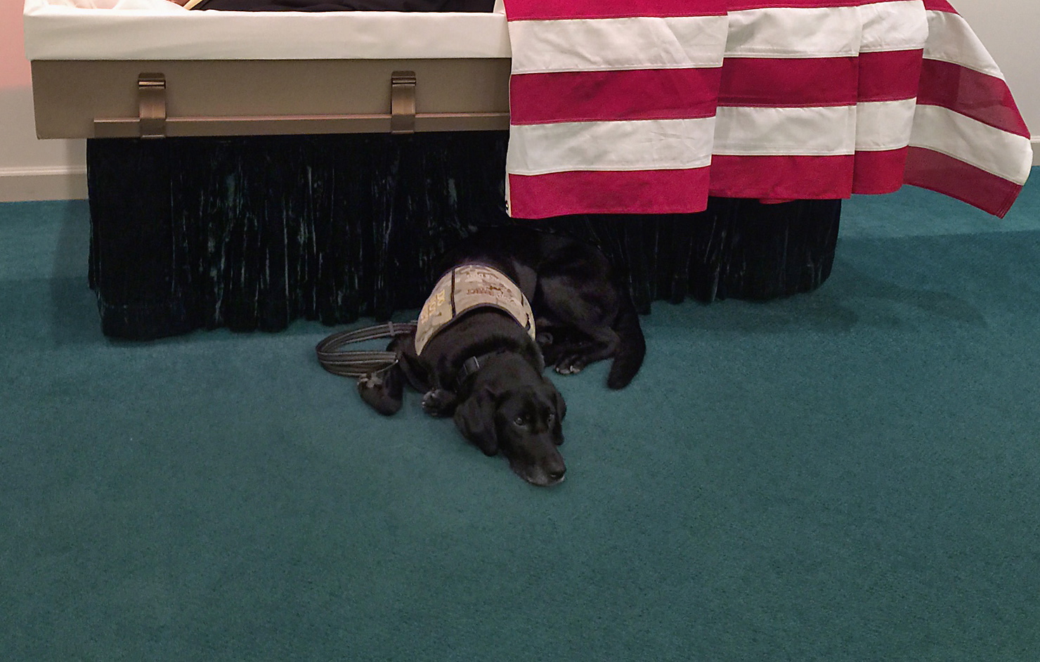 PTSD service dog Honor lies by the casket of Wade Baker at the Wells Funeral Home in Waynesville, N.C. When he saw his master lying in the flag-draped casket, the Labrador pushed through the clutch of weeping family members, reared up, placed his paws on the edge and tried to climb in. Unable to comfort Baker, he curled up underneath.