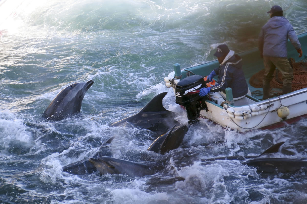 Fishermen on boats go over bottlenose dolphins Jan. 18 in Taiji, western Japan.