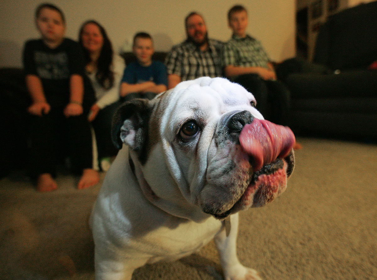 Trouser Britches, a 6-year-old bulldog, licks his chops in front of his owners, the Adolf family, which includes, from left, Dreisohn, 7, Candice, Kaleb, 11, Aaron, and Nolan, 9, in their home in Mill Creek on Saturday.