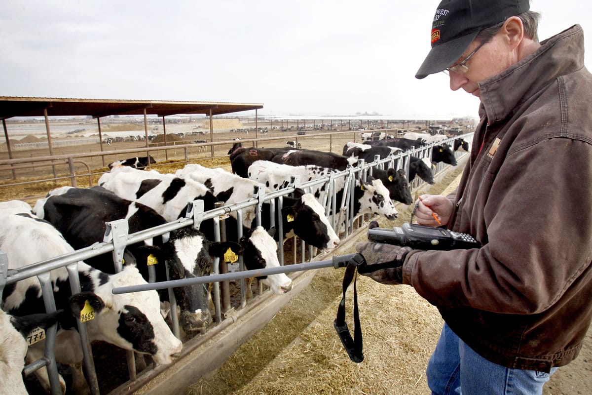 Andy Sawyer/Yakima Herald-Republic
Bill Wavrin inputs a tracking number into a scanning device used to keep track of cattle Dec. 12 at his dairy, Sunny Dene Ranch, in Mabton. Ten years ago one of Wavrins' cows was the first in the United States to be identified as infected with bovine spongiform encephalopathy, commonly know as mad cow disease.