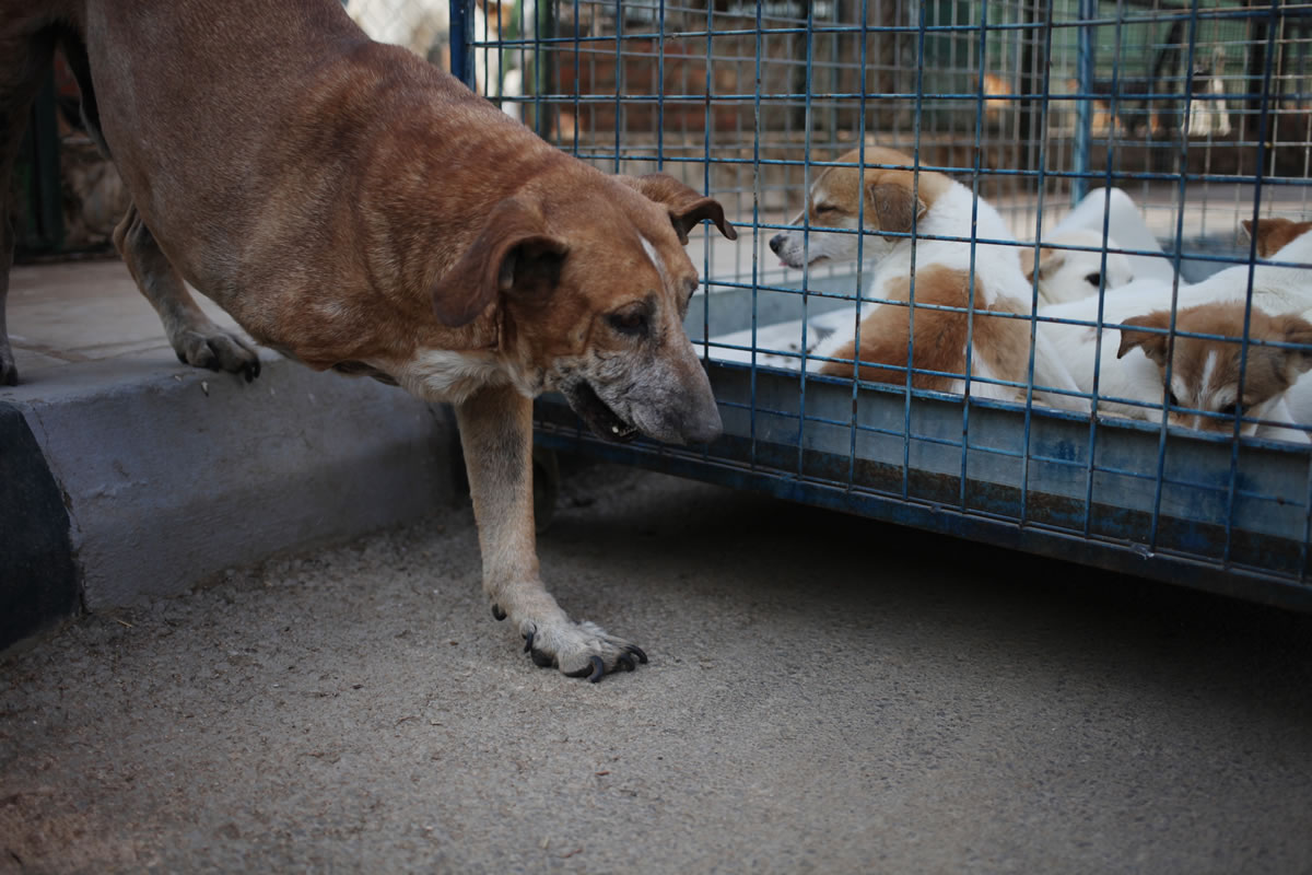 Charley, a dog with an amputated leg, walks by puppies Dec. 4 at the Humane Center for Animal Welfare in Amman, Jordan.
