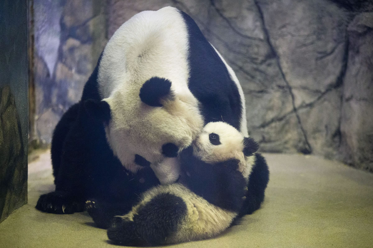 Bao Bao, the 41/2-month-old giant panda cub, is approached by her mother, Mei Xiang, in their indoor habitat at the Smithsonian's National Zoo in Washington on Jan.