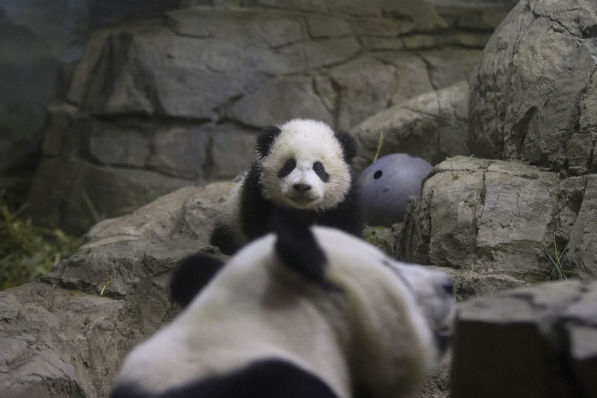 Bao Bao, a four-and-a-half-month-old giant panda cub, looks toward her mother Mei Xiang as she makes her public debut Monday at the National Zoo in Washington.
