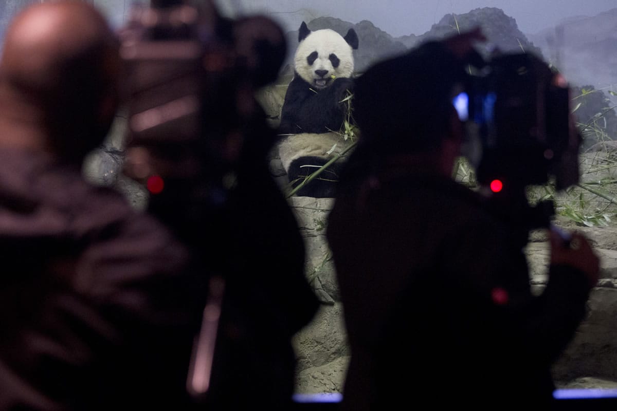 News photographers photograph Mei Xiang, the mother of Bao Bao, the 4 1/2 month old giant panda, as she eats bamboo at an indoor habitat at the National Zoo in Washington on Monday.