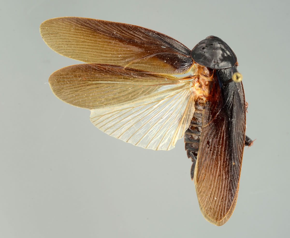 University of Florida
Periplaneta japonica is a strain of cockroach that can withstand harsh cold and is now found in New York City.