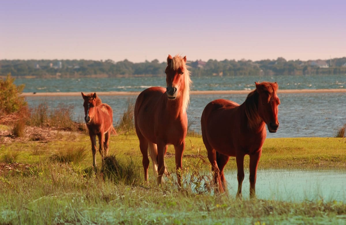 Wild horses roam North Carolina's Shackleford Banks, part of the Cape Lookout National Seashore.
