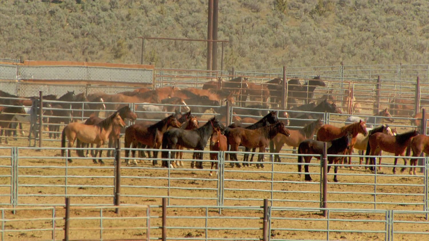 Wild horses pace nervously in a passive bait trap in the mountains outside John Day, Ore.
