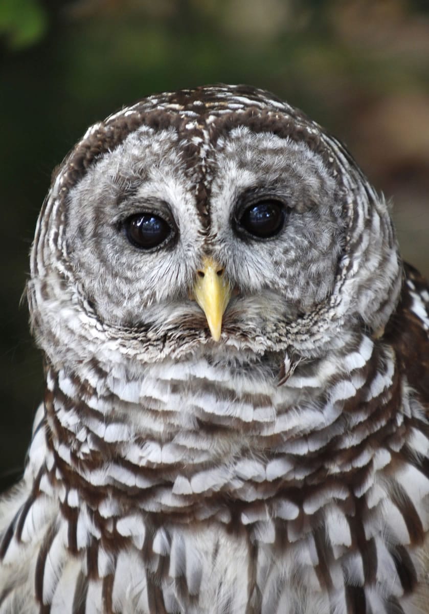 This June 7, 2011 file photo shows a barred owl at the Miami Science Museum in Miami.