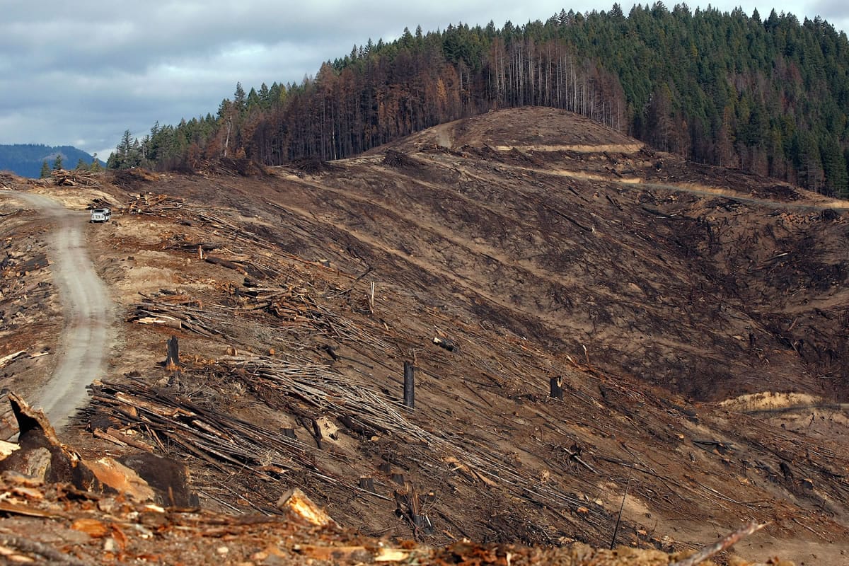 Forestland owned by Roseburg Forest Products that was burned in the Douglas Complex Fire and has since been logged near the peak of Rabbit Mountain in Southwest Oregon.