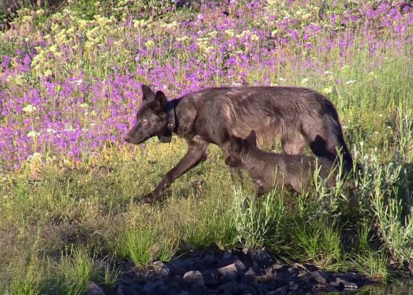 OR-17, a nonbreeding female from the Imnaha pack on the Wallowa-Whitman National Forest, walks July 6, 2013 with a pup born in 2013.