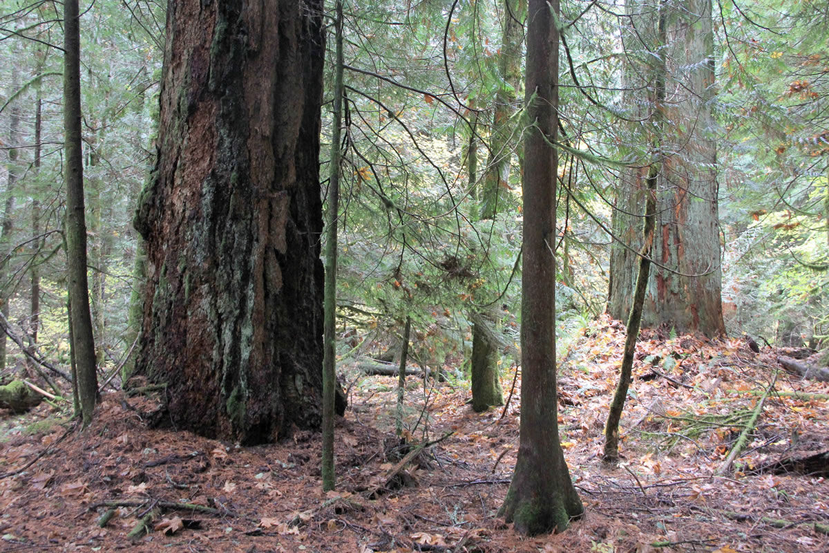 An unmarked trail in Gifford Pinchot National Forest on the edge of the Columbia River Gorge that brings hikers among a grove of large Douglas fir and cedar trees.