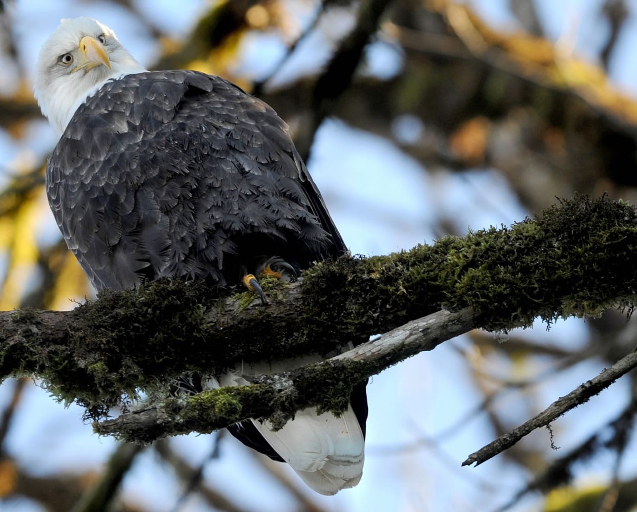 A bald eagle rests in a tree above the Skagit River looking for a meal near Concrete.