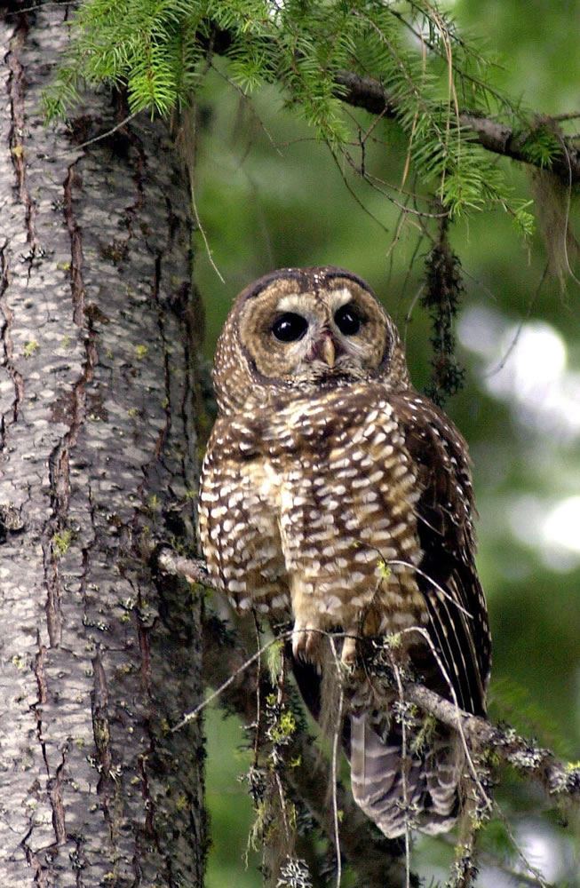A northern spotted owl, a threatened species, sits on a branch in the Deschutes National Forest near Camp Sherman, Ore., in May 2003.