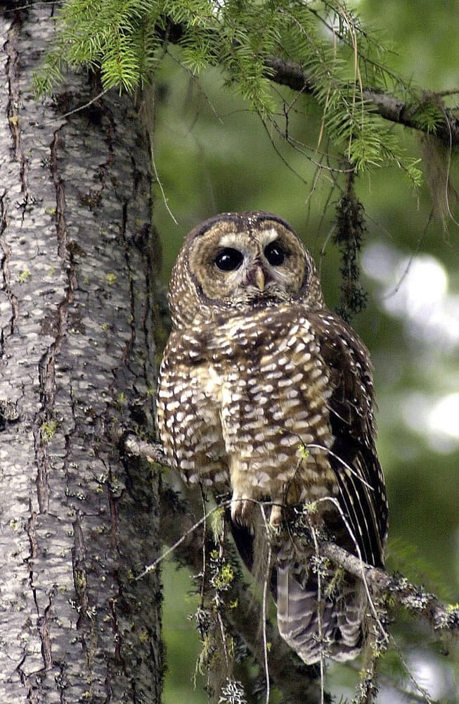 A northern spotted owl sits on a tree in the Deschutes National Forest near Camp Sherman, Ore., on May 8, 2003. An experiment to see if killing invasive barred owls will help the threatened northern spotted owl reverse its decline toward extinction is underway in the forests of Northern California. The U.S. Fish and Wildlife Service said Friday that specially trained biologists have shot 26 barred owls in a study area on the Hoopa Valley Indian Reservation northeast of Arcata, Calif.