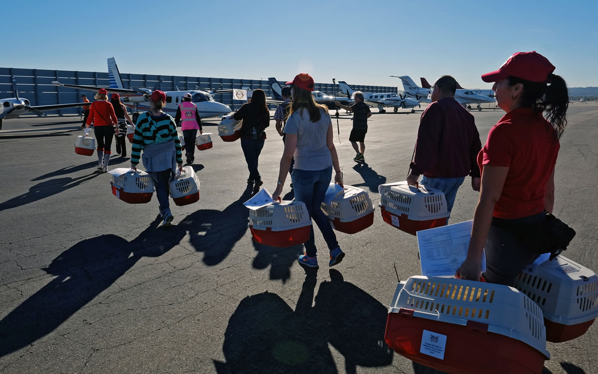 Volunteers carry rescue dogs across the tarmac to board planes at the Van Nuys Airport in Los Angeles on Friday. More than 800 cats and dogs from California animal shelters took off for Washington, Oregon, Idaho, Montana, Illinois and Wisconsin in the largest Holiday Pet Airlift the Wings of Rescue has undertaken. It took 22 private planes and more than 200 volunteers to get the animals off the ground.