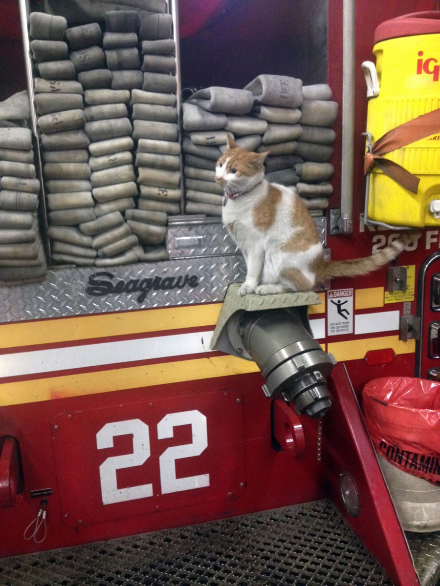 Carlow the cat was found by firefighters of Engine 22, Ladder 13 in upper Manhattan and became their mascot.
