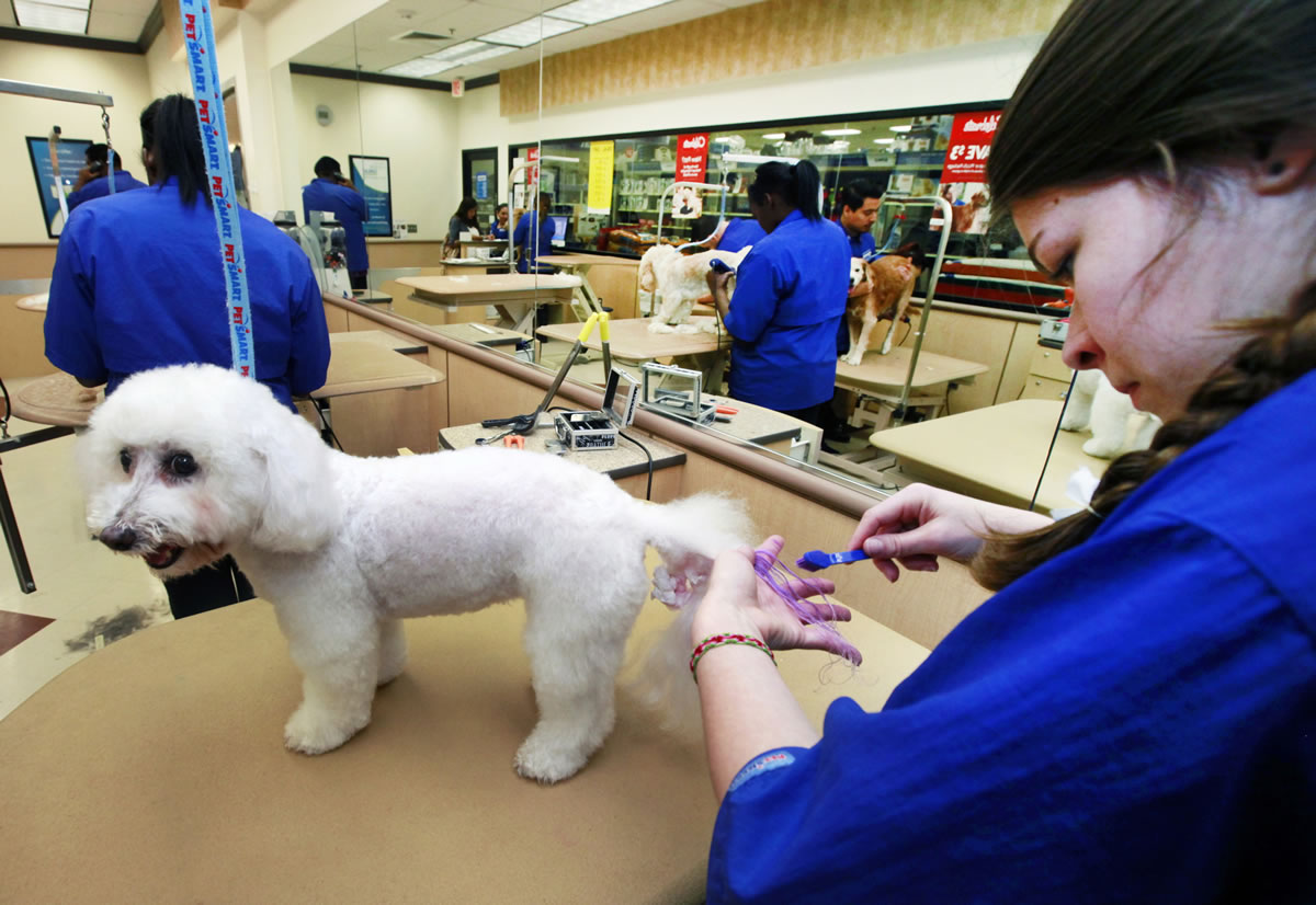 Groomer Michelle Boch from Clarkstone, Mich., gives Nikki, a 15-year-old Bichon Frise, a chalking treatment at PetSmart in Culver City, Calif.
