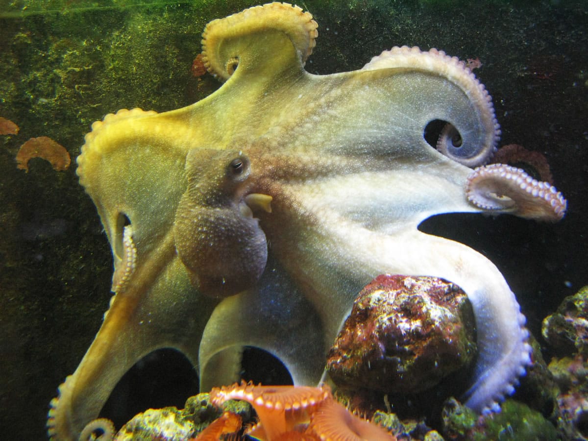 Mama Cass, a tank-born female Octopus briareus, 8 months old, displays the magnificent web of this species.