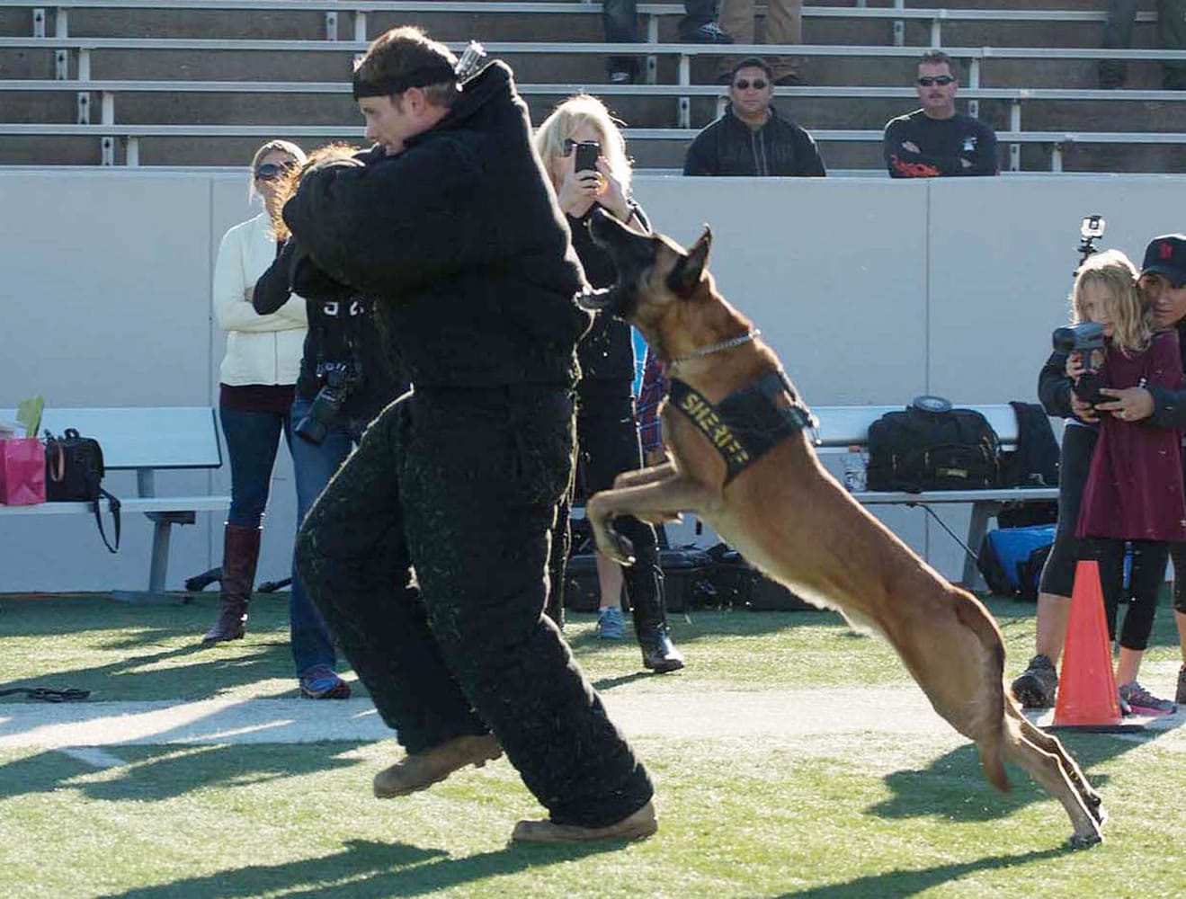 Security dog Sjors takes down a human decoy at the Texas K9 Officers Conference &amp; Trials in Houston.