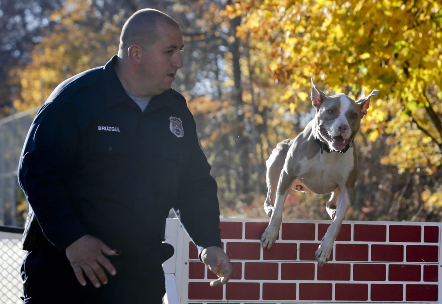 Poughkeepsie, N.Y., police Officer Justin Bruzgul runs with Kiah on Nov. 4 on an obstacle course at K-9 school in Stone Ridge, N.Y. Kiah, a 2 1/2 -year-old pit bull, will soon join the Poughkeepsie Police Department as a crime-fighting, drug-sniffing police dog, a move that advocates of the breed say will counter the stereotypical image of the dog as a dangerous breed beloved by criminals.