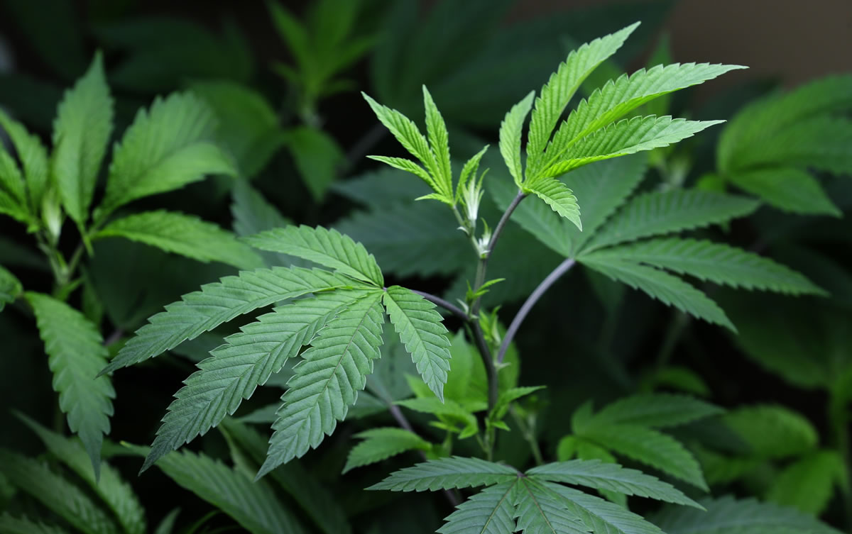 Voters in Washington legalized recreational marijuana in 2012.