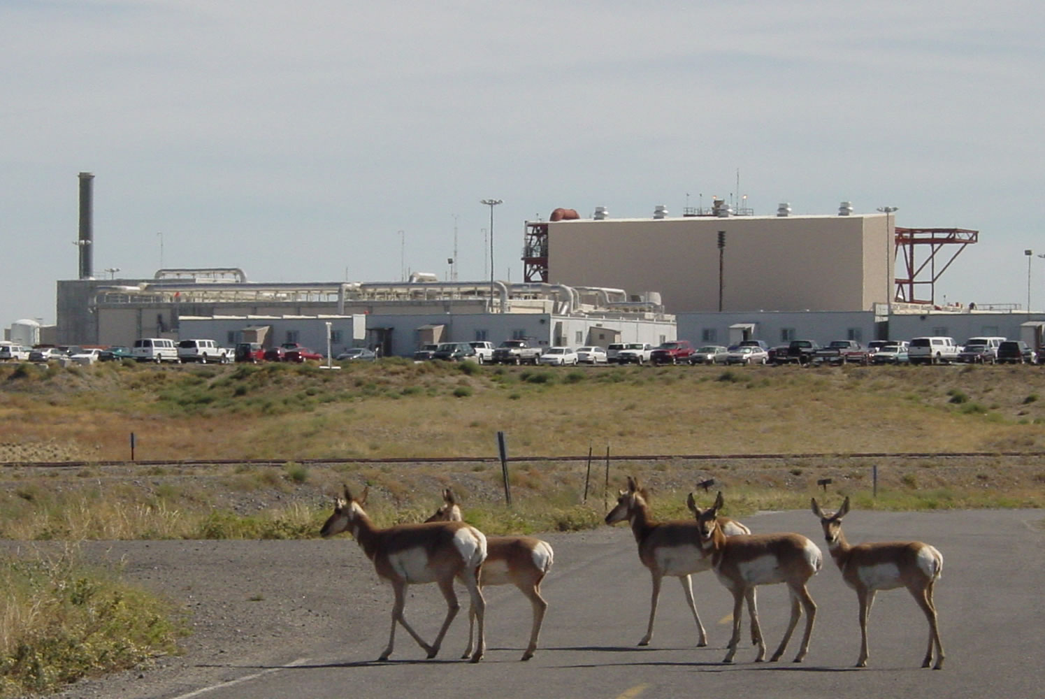 Oregon Department of Fish and Wildlife
Since 1969, pronghorn had lived behind fences at the Umatilla Chemical Depot near Hermiston, Ore. Thirty-eight of the antelope-like animals, which also resemble deer, were taken away by helicopter Wednesday and driven 300 miles south for release.