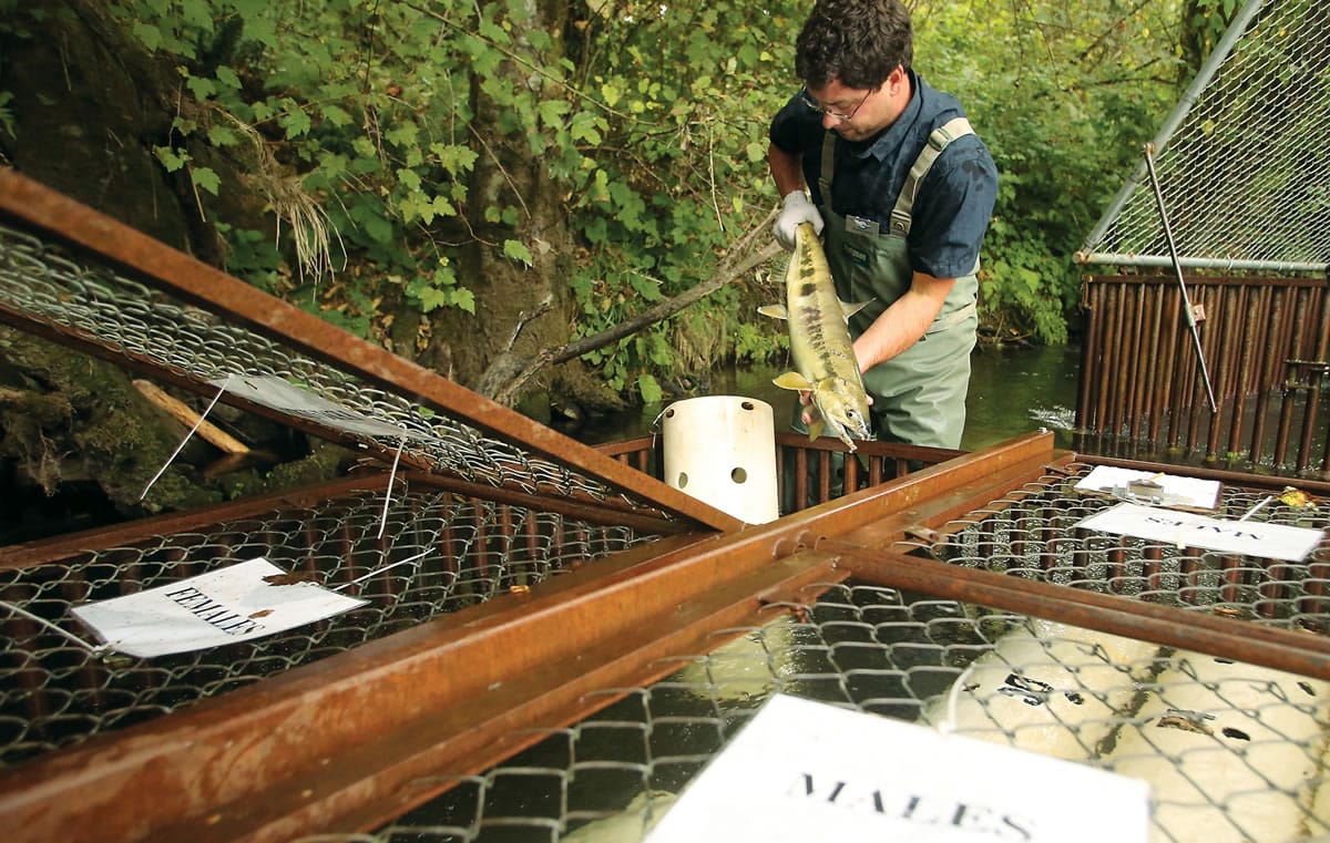 A Hood Canal chum salmon is inspected in Belfair. The Wild Fish Conservancy on Wednesday filed a lawsuit over commercial salmon farms in Puget Sound. The organization contends viruses from the farms are putting wild fish at risk.