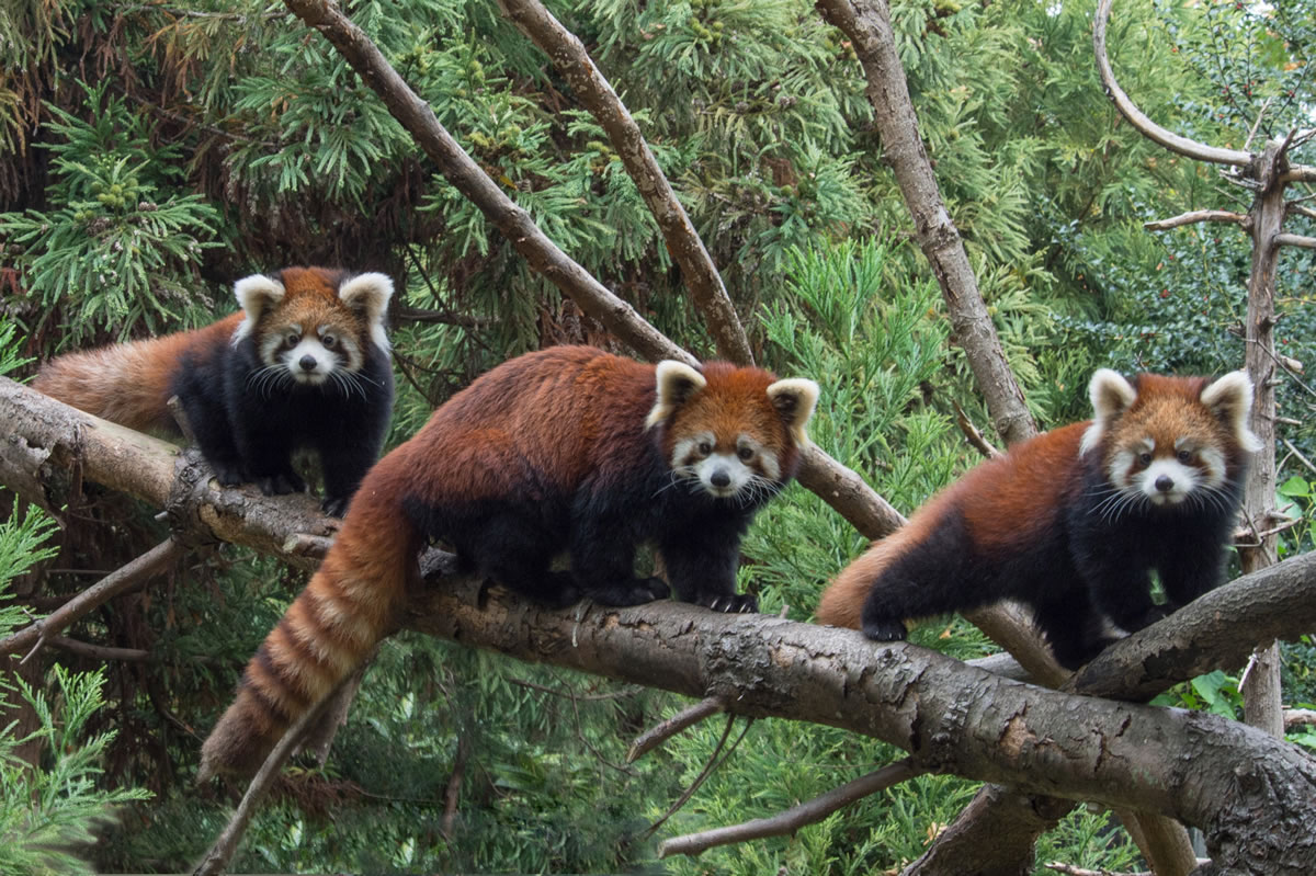 A red panda flanked by two baby red pandas at the Prospect Park Zoo in the Brooklyn borough of New York, where they have made their debut. The male and female pandas, which look similar to raccoons, are not members of the bear family that giant pandas belong to. The red pandas were born at the Brooklyn zoo on July 1.