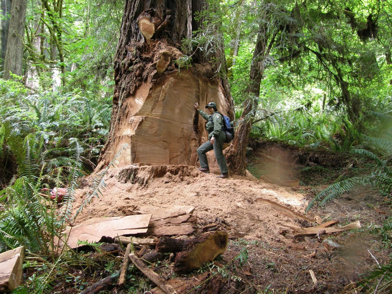 Wildlife biologist Terry Hines stands next to a massive scar on an old growth redwood tree in the Redwood National and State Parks near Klamath, Calif., where poachers have cut off a burl to sell for decorative wood.