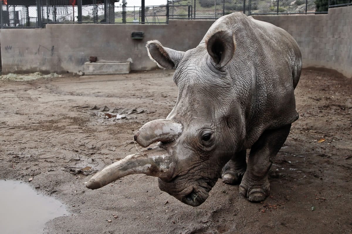 Nola, a northern white rhinoceros, died Sunday at the San Diego Zoo Safari Park in Escondido, Calif. She was 41.