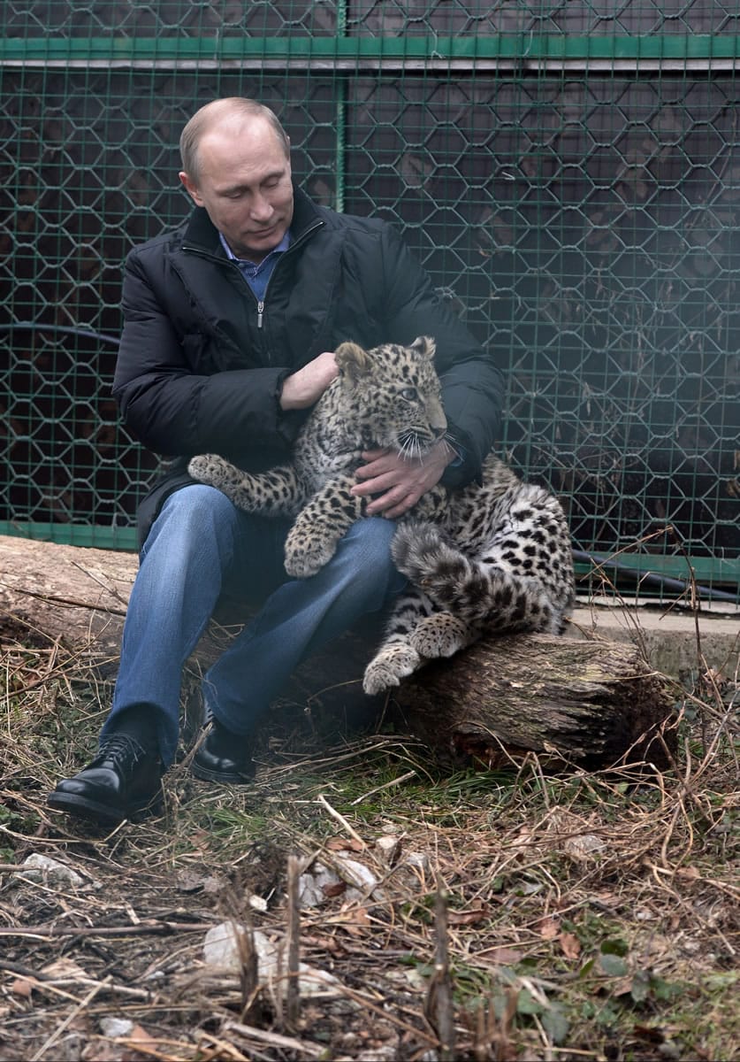 Russian President Vladimir Putin pets a Persian leopard cub Tuesday at the snow leopard sanctuary in Sochi.