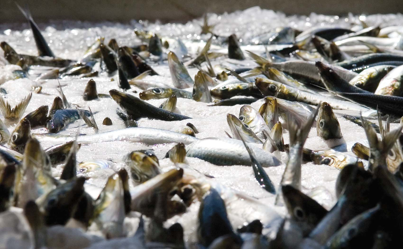 Freshly caught sardines await sorting at West Bay Marketing in Astoria, Ore.